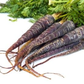 Purple Carrot from 튀르키예 supplied by Narence Gida - Purple 신선 당근