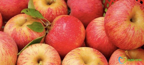 Fresh Apples from Ukraine supplied by AGROSTAR COMPANY - Fresh Apple
