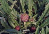 Artichoke from Italy supplied by Ortofrutticola Paparozzi Achille - Red Fresh Artichoke