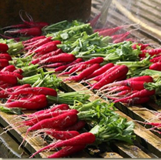 Radish from Switzerland supplied by FELDHOF - Red Radish