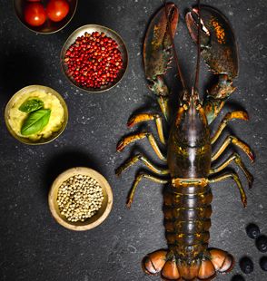 North American Lobster from France supplied by Elafood France - American Lobster (=Homarus americanus=Atlantic Lobster=Maine Lobster=Northern Lobster=Canadian Lobster) Fresh Common Lobster