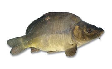 Carp from 폴란드 supplied by Gospodarstwo Rybackie w Charzykowych Spółka z o.o. - Fresh (=Chilled=Raw) 냉동 잉어