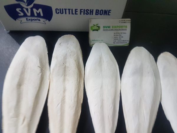 Cuttlefish bone from India supplied by SVM EXPORTS - Whole (=In the Round) Frozen Cuttlefish