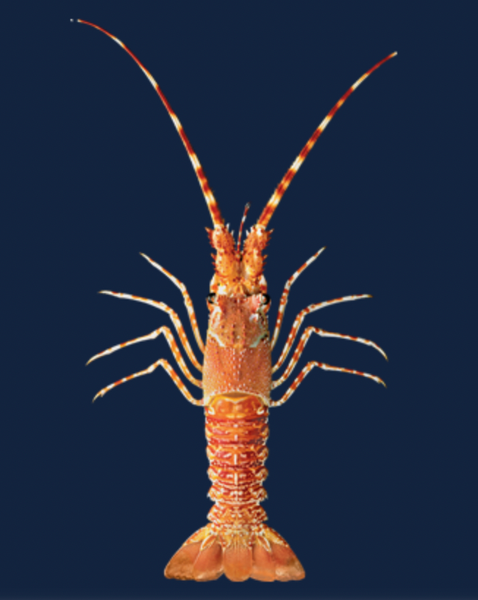 Cold Water Whole Raw Frozen Rock Lobster from South Africa supplied by Ruwekus Fishing (Pty) Ltd - Frozen Frozen Rock Lobster