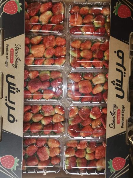 Fresh Strawberry from 이집트 supplied by Crown Nile For Exporting and Supplying - Medium-Large 신선 딸기