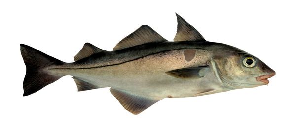 Frozen Haddock from 노르웨이 supplied by BRØDR. AARSETH AS - Fillet 냉동 해덕