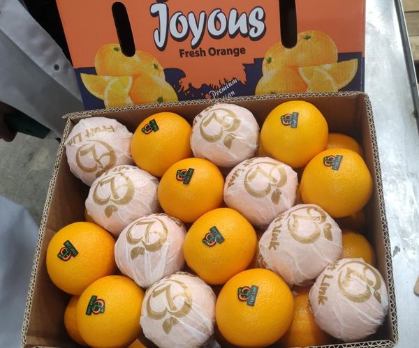 Valencia Oranges from Egypt supplied by Executive World Trade (PTY) Ltd - Size: 48-54 Fresh Orange
