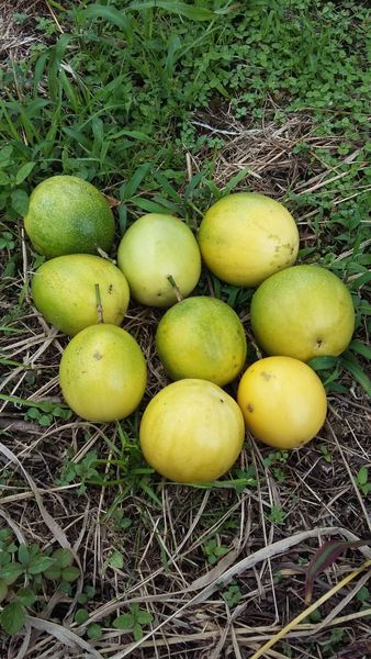 Fresh Passionfruit from 에콰도르 supplied by Tierra Organica - Green Yellow 신선 패션프루트