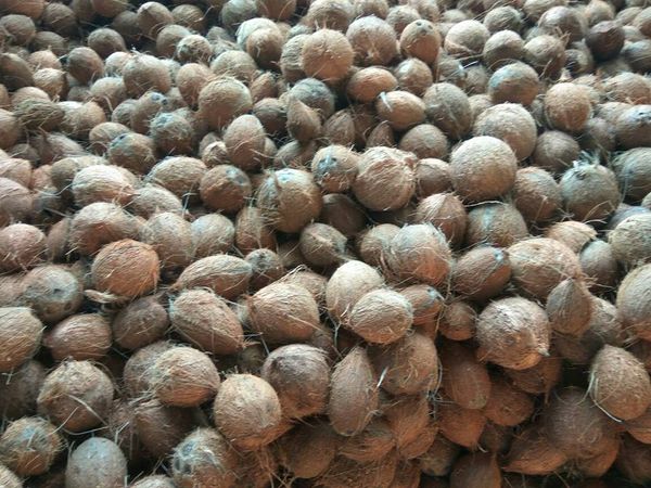 Coconut from 인도 supplied by SUSMI EXPORTS - Mature 기타 신선 코코넛