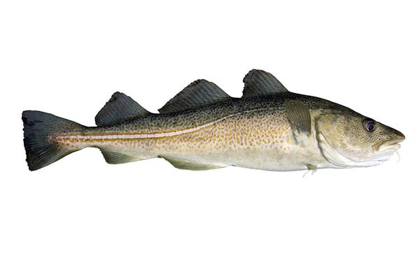 Fresh Whole Gutted Cod from United Kingdom supplied by L Williamson Fish Sales Ltd - Gutted (=Drawn) Frozen Cod