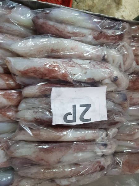 SQUID from Mauritania supplied by El veth pour la peche et le commerce - 40-50 cm Frozen Squid