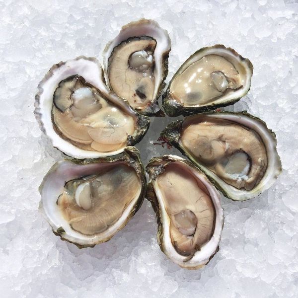 Fresh Oyster from 미국 supplied by Wellfleet Shellfish Company - Whole (=In Shell=Unshucked) 신선 굴