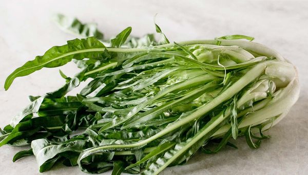 Puntarelle from 미국 supplied by J. Marchini Farms - Puntarelle 치커리