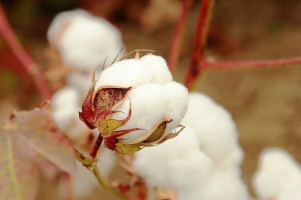 Cotton from 튀르키예 supplied by Akasya Tarim Gida - Whole 목화 씨