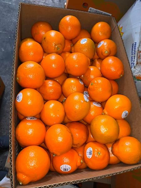 Oranges from 미국 supplied by Regional Produce Distributors LLC - 짙은 녹색 신선 오렌지