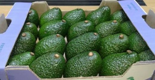Avocado from 케냐 supplied by Mina Global Foods Supplies LLC - 1등급 수출용 신선 아보카도
