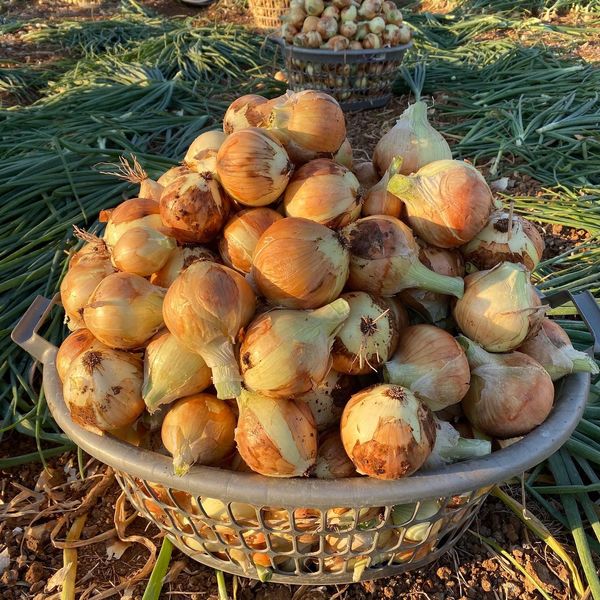Onion from 호주 supplied by Moon Rocks - Fresh (=Chilled) 신선 양파