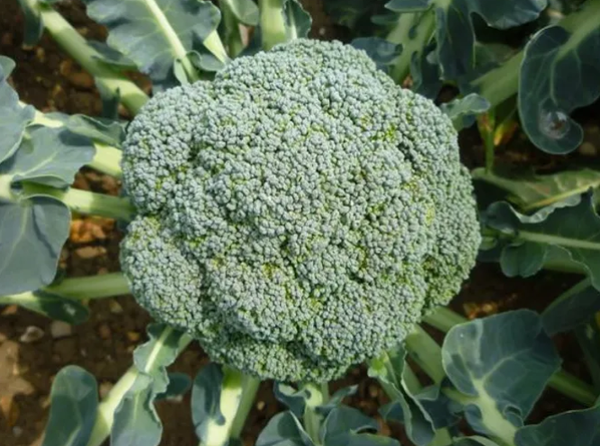 Broccoli from United States supplied by DEARDORFF FAMILY FARMS - Whole Fresh Headed Broccoli
