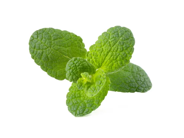 Apple Mint from 독일 supplied by Good Wilmersdorf GbR - Apple Mint 박하