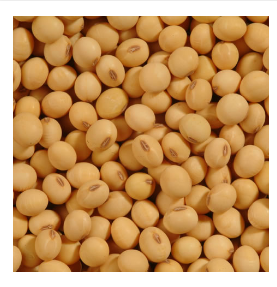 Soybean from 파라과이 supplied by Glymax - Whole 대두