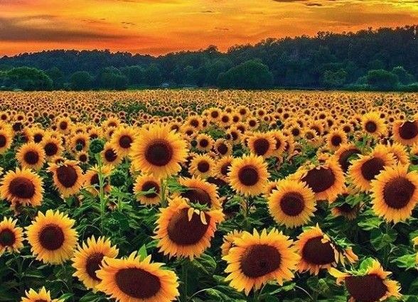 Sunflower Seed from 캐나다 supplied by Mehsom Corp - Konfeta 해바라기 씨