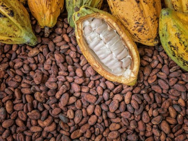 Cocoa from 영국 supplied by Springwood Capital Partners Limited - 신선함(=냉장) 코코아콩