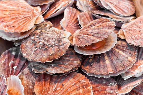 Scallops from 영국 supplied by A.G.D. Duff & Partners Limited - Giant Scallop (=Pecten maximus=Great Atlantic Scallop=King Scallop) 냉동 가리비