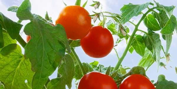 Tomato from 남아프리카공화국 supplied by San Lucar - Red 신선 토마토
