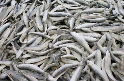 Herring from Iceland supplied by Skinney-Thinganes - Chunks Herring