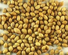 Coriander from India supplied by Purple Magic International Enterprise Limited - Coriander Seed Coriander