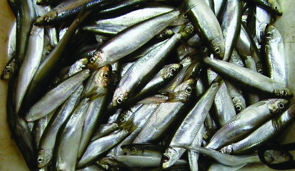 Fresh Sprat from 스웨덴 supplied by Astrid Fiskexport - European Sprat (=Sprattus sprattus) 냉동 스프래트