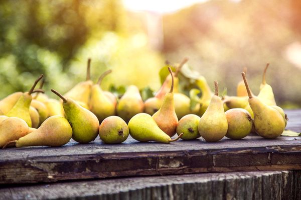 Fresh Pear from France supplied by BEVA Fruits international - Whole Fresh Pear