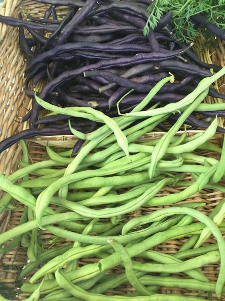 Beans from United States supplied by Cedarville Farm - Purple Dried Common Bean