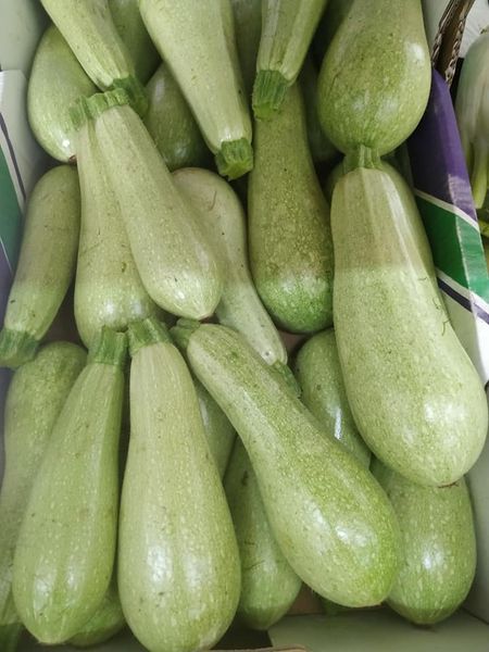 Fresh Zucchini from Israel supplied by Yosef Farm - Whole Fresh Zucchini