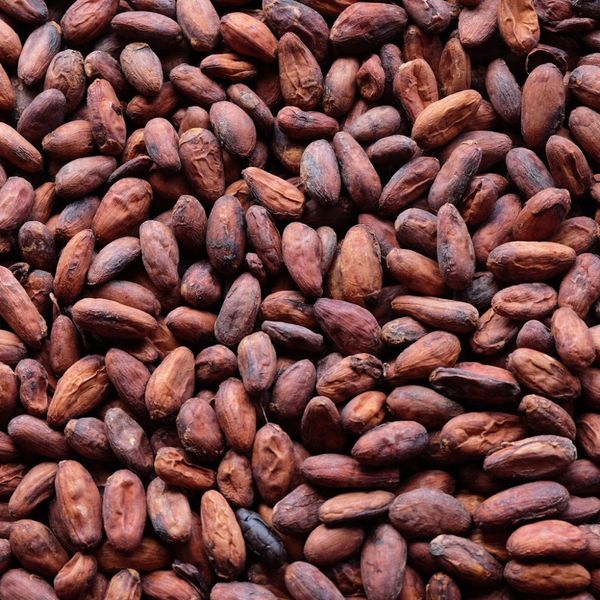 Dried Cocoa Beans from Cameroon supplied by Aseans Cameroon Limited - Flat Bean Cocoa Bean