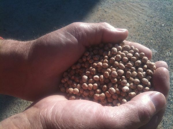 Lupin from 호주 supplied by Exports of Australia Pty Ltd - 25kg Bag 루핀