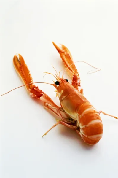 Scampi from United States supplied by Kilkeel Seafoods Ltd - MAP (Modified Atmosphere Packaging) Fresh Common Lobster