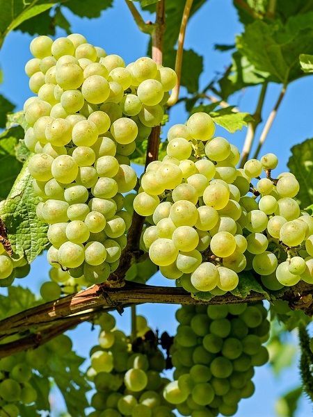 Grapes from 튀르키예 supplied by Mrt Natural Fresh - Green 신선 포도