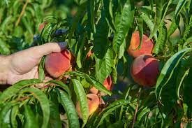 Peach from 프랑스 supplied by Reart - 신선 복숭아