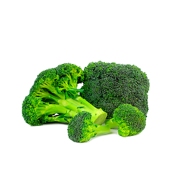 Broccoli from 스페인 supplied by Agro Red & Green S.L. - Whole 신선 브로콜리 꽃