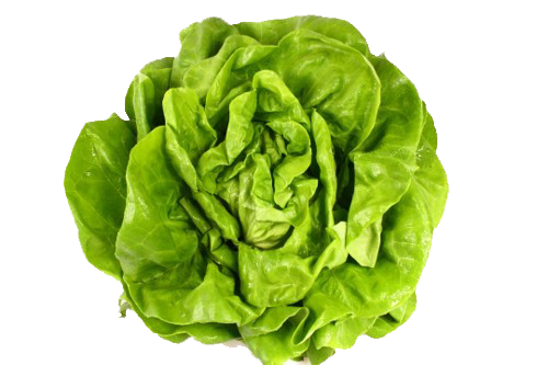 Fresh Lettuce from 벨기에 supplied by DE PLECKER-LAUWERS - Lollo - Rosso (=Red Lollo=Lollo Rossa) 신선 상추