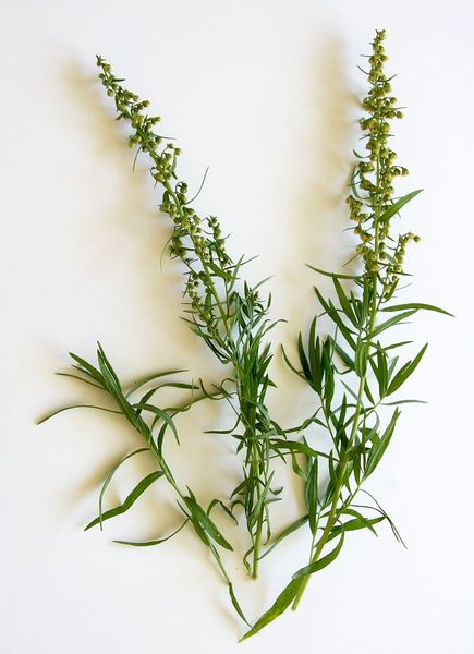 Tarragon from 케냐 supplied by Sigrut Farms International Ltd - 타라곤
