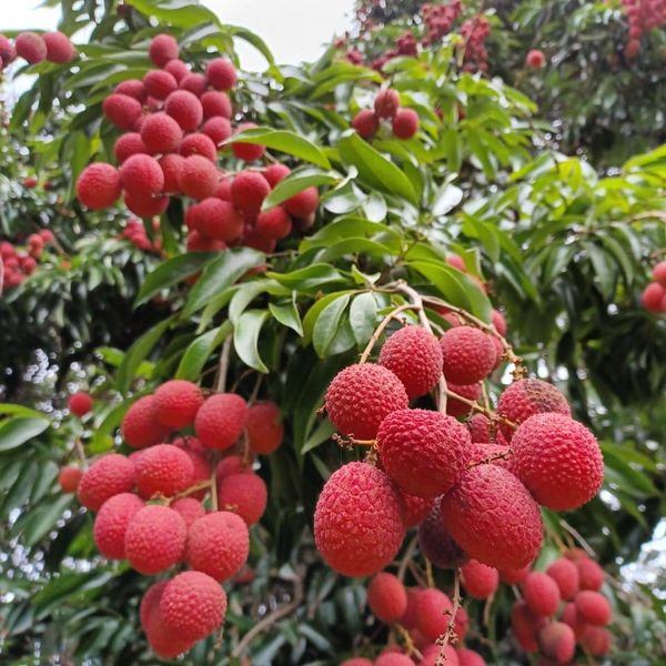 Lychee from South Africa supplied by The Litchi Orchard - Red Fresh Lychee