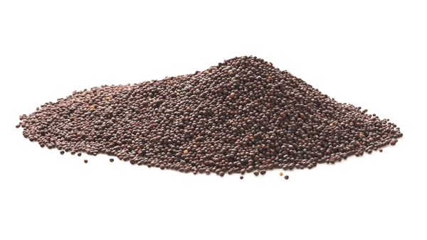 Mustard Seed from Germany supplied by Schlueter & Maack - Yellow Mustard Seed