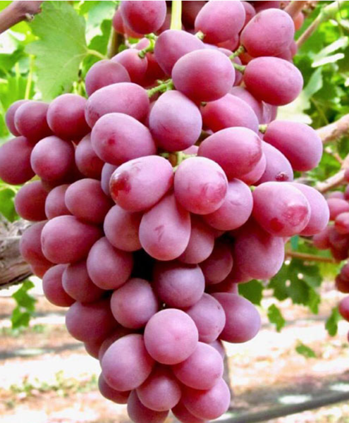 Table Grape from Peru supplied by The Fruitist Company - Sweet Sapphire Fresh Grape