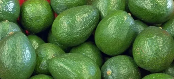 Fresh Avocados from 도미니카공화국 supplied by Exportadora Oba, Srl - Green 신선 아보카도