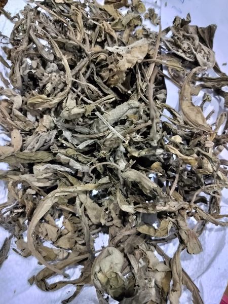 lobelia leaves from 인도 supplied by SVM EXPORTS - Other Varieties - Tori 신선 토마토