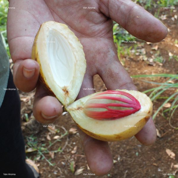 Nutmeg Oil - Van Aroma (NM-001) from Indonesia supplied by Van Aroma - Very Good Whole Nutmeg