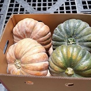 Squash from 코스타리카 supplied by Arjona Import & Export Company Ltda. - Yellow 스쿼시