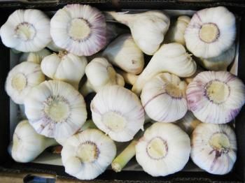 Fresh Garlic from Israel supplied by Ayram Food Industries Ltd - Fresh (=Chilled) Fresh Garlic